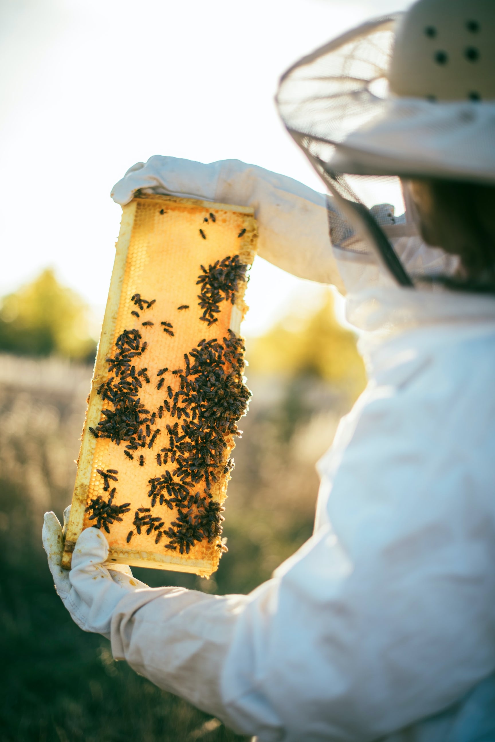 Local beekeeper inspecting a frame of honeycomb